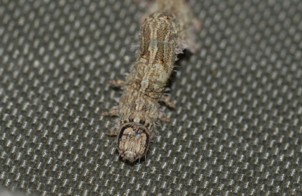 Larva di Catocala? S, Catocala elocata, Erebidae